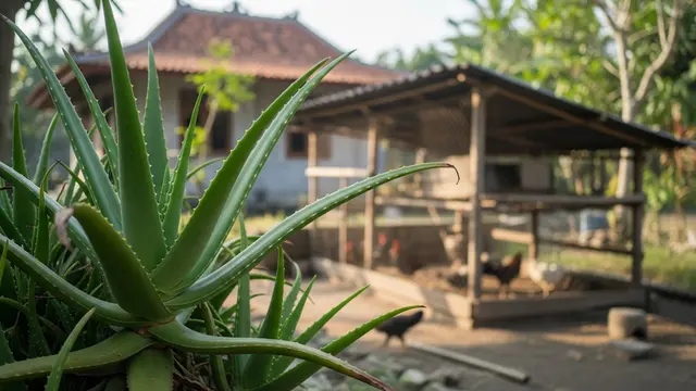 Lidah Buaya, Tanaman yang Sebaiknya Tidak Ditanam Dekat Kandang Ayam/Gemini AI