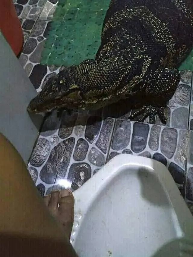 Menyelinap Masuk, 6 Potret Orang Bertemu Biawak Ini Bikin Was-Was