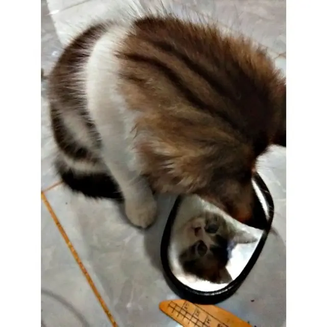Kucing bercermin