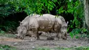 Sejumlah badak terlihat di Kebun Binatang Negara dekat Kuala Lumpur, Malaysia, 19 Desember 2020. Kebun Binatang Negara akan tetap dibuka dengan pengurangan kapasitas pengunjung. (Xinhua/Chong Voon Chung)