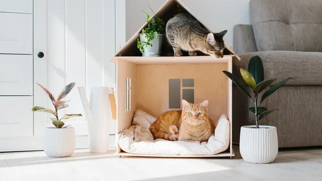 Tips Menciptakan Rumah Sehat untuk Si Kecil yang Alergi Debu