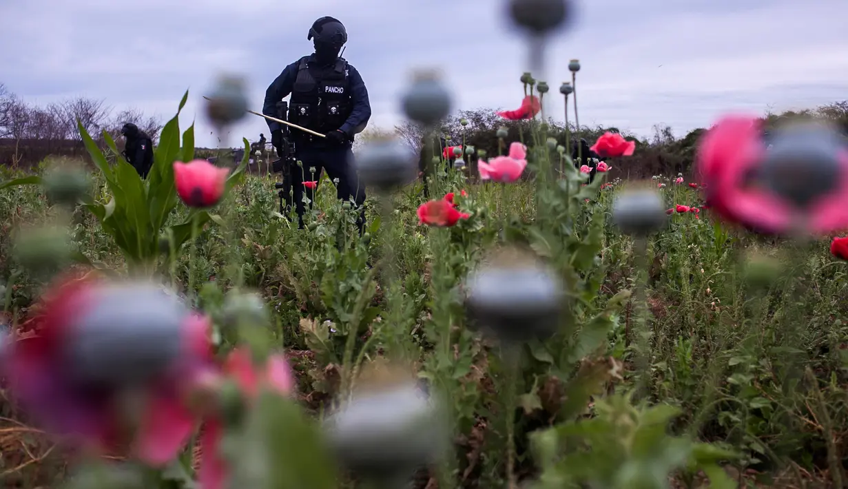 Sejumlah polisi menyita bunga poppy ilegal di sebuah perkebunan di desa Los Pericos, kota Mocorito, Meksiko (15/3). Bunga poppy ini dapat diolah menjadi analgesik dan pengobatan narkotik dan obat-obatan rekreasional. (AFP/Rashide Frias)