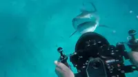 Seorang penyelam merekam kejadian saat seekor hiu harimau memberinya peringatan untuk menjauh di laut lepas Australia (capture/timothy)