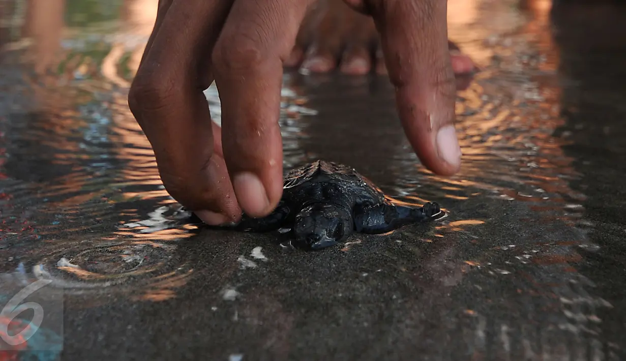Seorang penjaga pantai melepas tukik di di kawasan Pantai Kuta, Bali, 31 Agustus 2015. Pelepasan tukik merupakan upaya pelestarian habitat penyu yang mulai punah di kawasan Pantai Kuta, Bali. (Liputan6.com/Helmi Fithriansyah)
