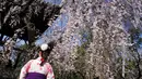 Seorang wanita mengenakan pakaian tradisional yang disebut 'hakama' melihat bunga sakura bermekaran di taman Tokyo, Jepang, Jumat (23/3). Waktu mekar sakura bisa dikatakan sangat pendek. (Foto AP/Eugene Hoshiko)