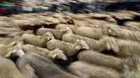 Kawanan domba dan kambing digiring menuju pusat kota Madrid pada Minggu (20/10/2019). Para gembala Spanyol menggiring sekitar 2.000 domba ke jalan-jalan untuk melindungi hak menggembala, migrasi dan menggiring ternak yang semakin terancam oleh perluasan permukiman. (OSCAR DEL POZO / AFP)