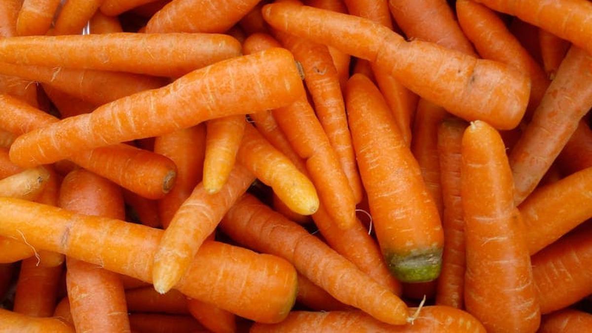 Cara Mudah Menanam Wortel dalam Pot untuk Hasil Renyah dan Segar