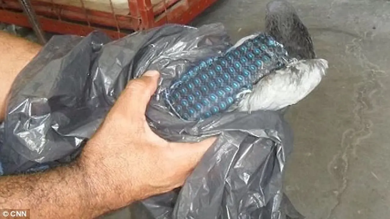 Burung merpati yang membawa kantung berisi ponsel. (CNN)