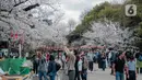 Para pengunjung menikmati sakura mekar di Taman Ueno, Tokyo, Sabtu (25/3/2023). Memasuki musim semi di Jepang, warga hingga turis mancanegara berbondong-bondong menikmati keindahan dari bunga sakura yang mekar. (Liputan6.com/Faizal Fanani)