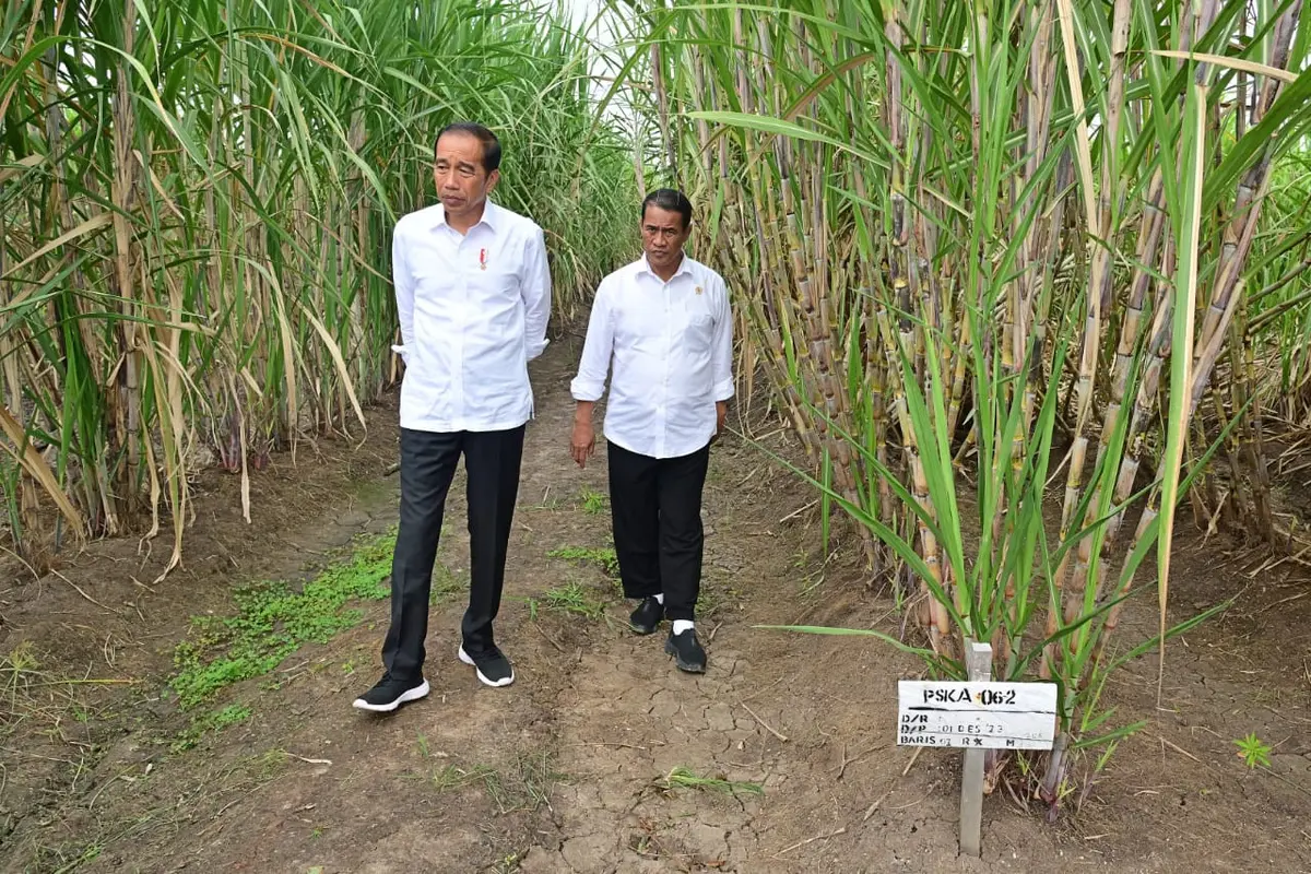 Presiden Joko Widodo (Jokowi) melakukan penanaman tebu perdana di PT Global Papua Abadi, Kampung Sermayam, Distrik Tanah Miring, Kabupaten Merauke, Papua Selatan, Selasa, 23 Juli 2024. (Foto: Muchlis Jr - Biro Pers Sekretariat Presiden)