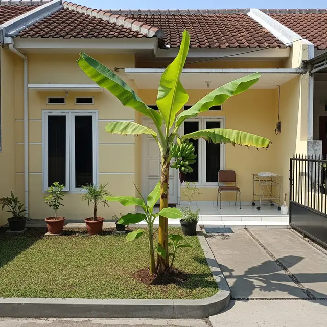 13 Pohon Buah Mini untuk Rumah Tipe 36 Tinggi di Bawah 2 Meter, Bikin Hunian Asri