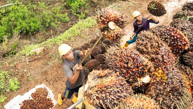 Pekerja di kebun kelapa sawit mengangkat TBS ke truk. (PT Austindo Nusantara Jaya Tbk/ANJT)