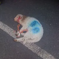 Seekor domba ditumukan mati setelah disiksa. Ada luka akibat panah yang sempat menancap pada kepala domba tersebut. 