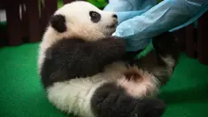Pekerja kebun binatang Malaysia bermain dengan bayi panda yang diperkenalkan kepada publik di Kuala Lumpur, Sabtu (26/5). Bayi panda yang lahir lima bulan lalu tersebut membuat penampilan media pertamanya. (AP Photo/Vincent Thian)