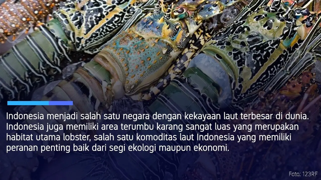 Lobster