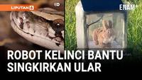Robot Kelinci Ini Bantu Singkirkan Ular Hama