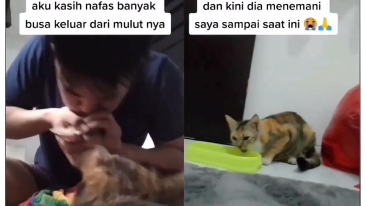 Kucing keracunan