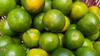 Selain rasanya yang manis, buah dan bulirnya yang banyak menjadi salah satu keunngulan dari dari varietas jeruk Garut sejak lama. (Liputan6.com/Jayadi Supriadin)