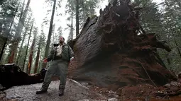 Petugas menjelaskan penyebab robohnya The Pioneer Cabin Tree, California, Selasa (10/1). Pohon ikonik itu dihantam badai musim dingin yang kuat yang melanda negara tersebut. (AP Photo/ Rich Pedroncelli)