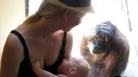  2 orangutan berbagi emosional dengan seorang ibu yang tengah menyusui bayinya di luar kandang.