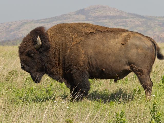 Bison Resmi Dinyatakan Sebagai Mamalia Nasional As Lifestyle Fimela Com