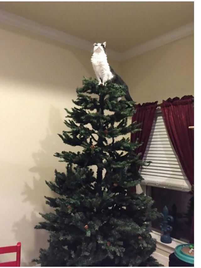8 Potret Tingkah Kucing Merusak Pohon Natal, Bikin Tepuk Jidat
