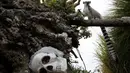 Seekor  Lemur Ring berada di dekat tengkorak buatan saat perayaan Halloween di Kebun Binatang Zoom Torino, Turin, Italia, Jumat (28/10). Tingkah unik diperlihatkan sejumlah hewan saat diberikan labu kepada mereka. (AFP PHOTO/Marco Bertorello)