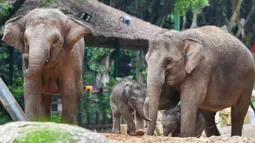 Dua bayi gajah Asia bermain dekat induk mereka di Taman Safari Chimelong, Guangzhou, Provinsi Guangdong, China, Rabu (27/5/2020). Kelahiran dua bayi gajah Asia di Taman Safari Chimelong menambah koleksi gajah Asia di objek wisata tersebut menjadi 27 ekor. (Xinhua/Liu Dawei)