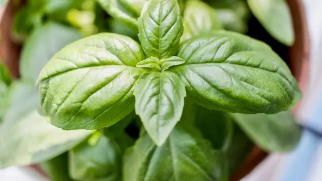 Tanaman Basil