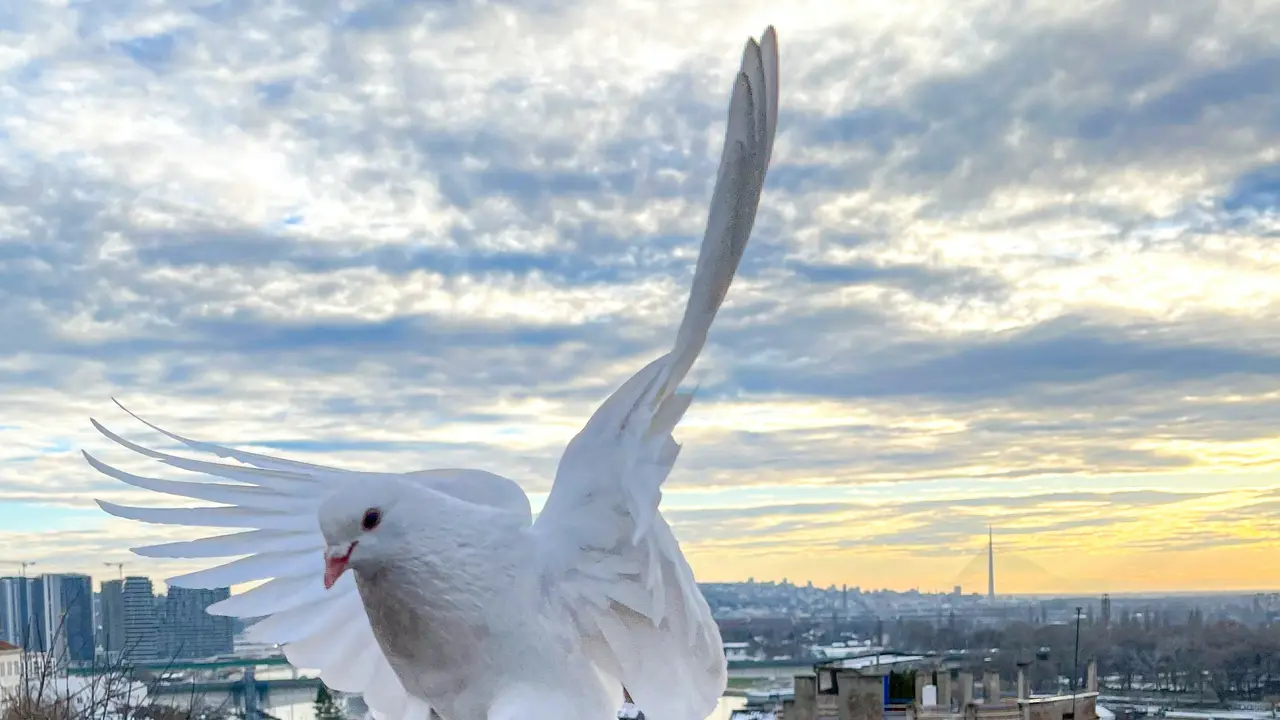 merpati