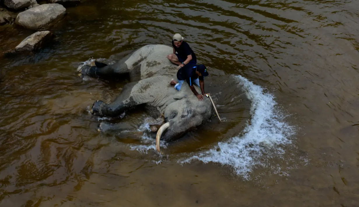 Pawang memandikan gajah jinak di sungai kawasan Conservation Response Unit (CRU) Desa Naca, Trumon Tengah, Aceh Selatan, Aceh, Jumat (19/6/2020). BKSDA Aceh memiliki 32 ekor gajah jinak yang ditempatkan di Pusat Latihan Gajah (PLG) dan CRU untuk menangani konflik satwa. (CHAIDEER MAHYUDDIN/AFP)