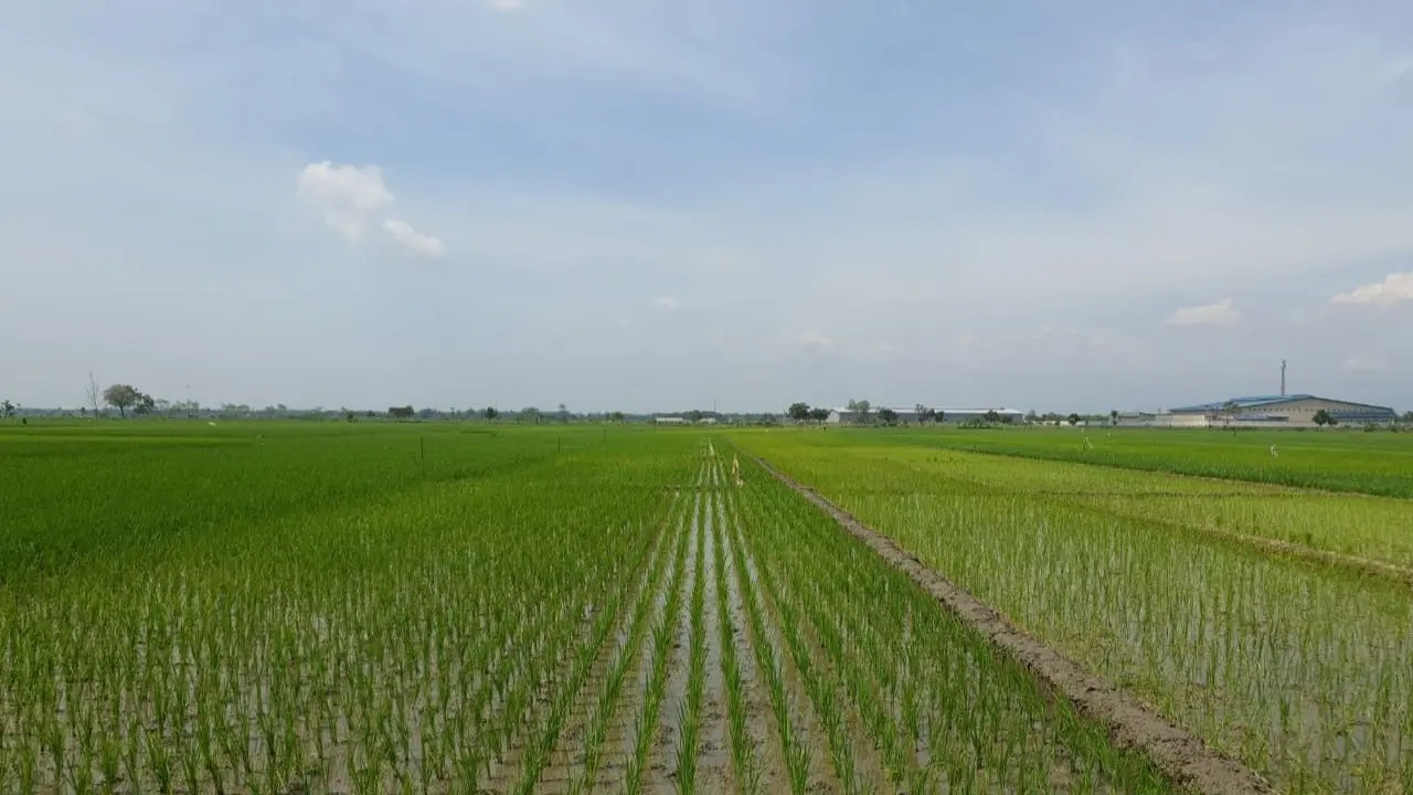 Petani mulai memanfaatkan lahan persawahan untuk tanam padi. (Dok Kementan)
