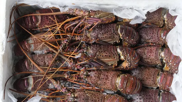 Hong Kong menyita lobster selundupan Australia (AP Photo/Kin Cheung)
