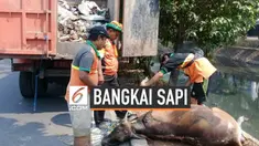Petugas kebersihan Pemkot Jakarta Pusat menemukan bangkai sapi di kali Cideng Jakarta Pusat. Diduga bangkai sapi ini sengaja dibuang oleh pemiliknya. Selain itu petugas juga menemukan jeroan sapi di lokasi yang sama.