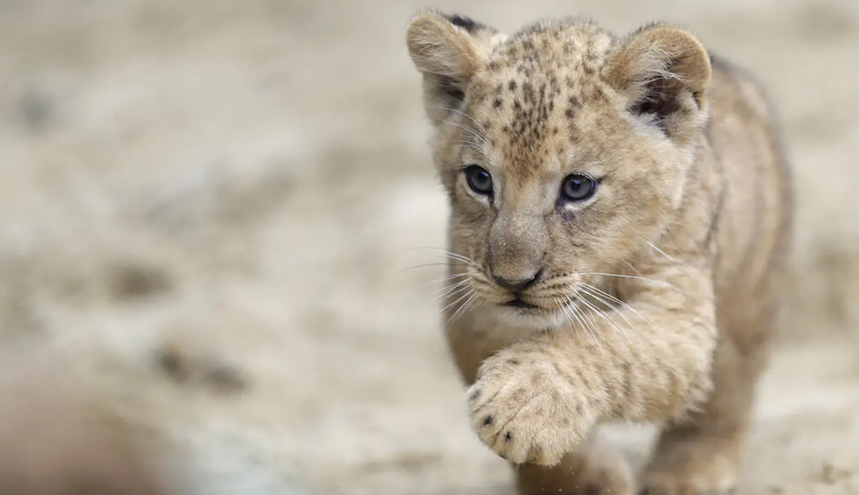 Seekor bayi singa berber terlihat dalam kandangnya di kebun binatang di Dvur Kralove, Republik Ceko, Kamis (10/9/2020). Tiga bayi singa berber yang lahir pada 5 Juli lalu tersebut merupakan subspesies langka dan telah punah di alam liar. (AP Photo/Petr David Josek)