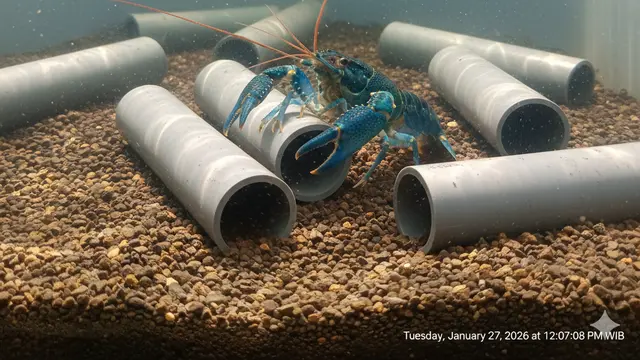 Tips Budidaya Lobster Air Tawar di Ember. AI
