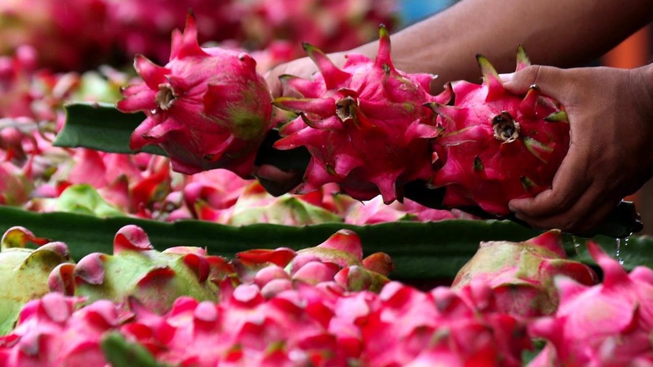 Didukung Klasterku Hidupku BRI, Petani Buah Naga Banyuwangi Naik Kelas Tembus Pasar Lebih Luas