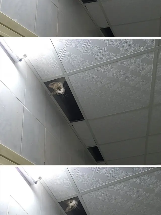 7 Potret Kucing Terjebak di Langit-Langit Rumah Ini Ekspresinya Bikin Kasihan