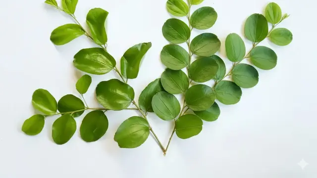 Daun Bidara