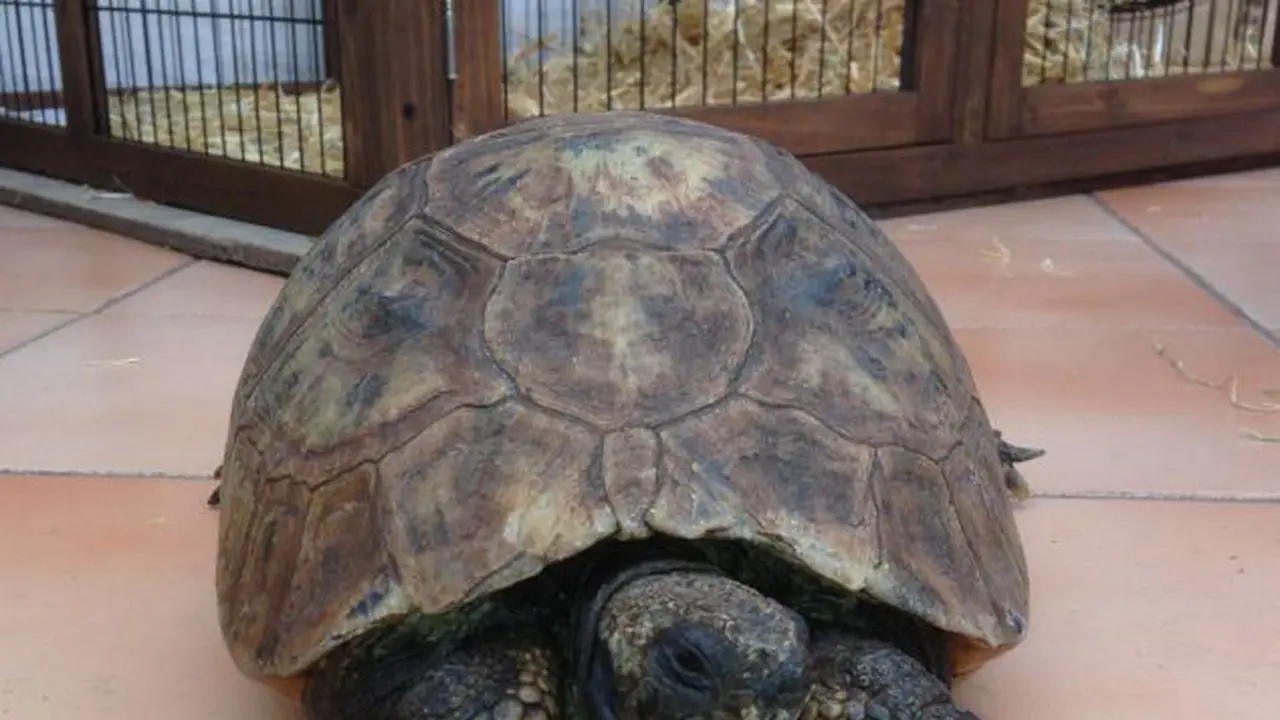 Kura-kura berusia 130 tahun. (Daily Mail)