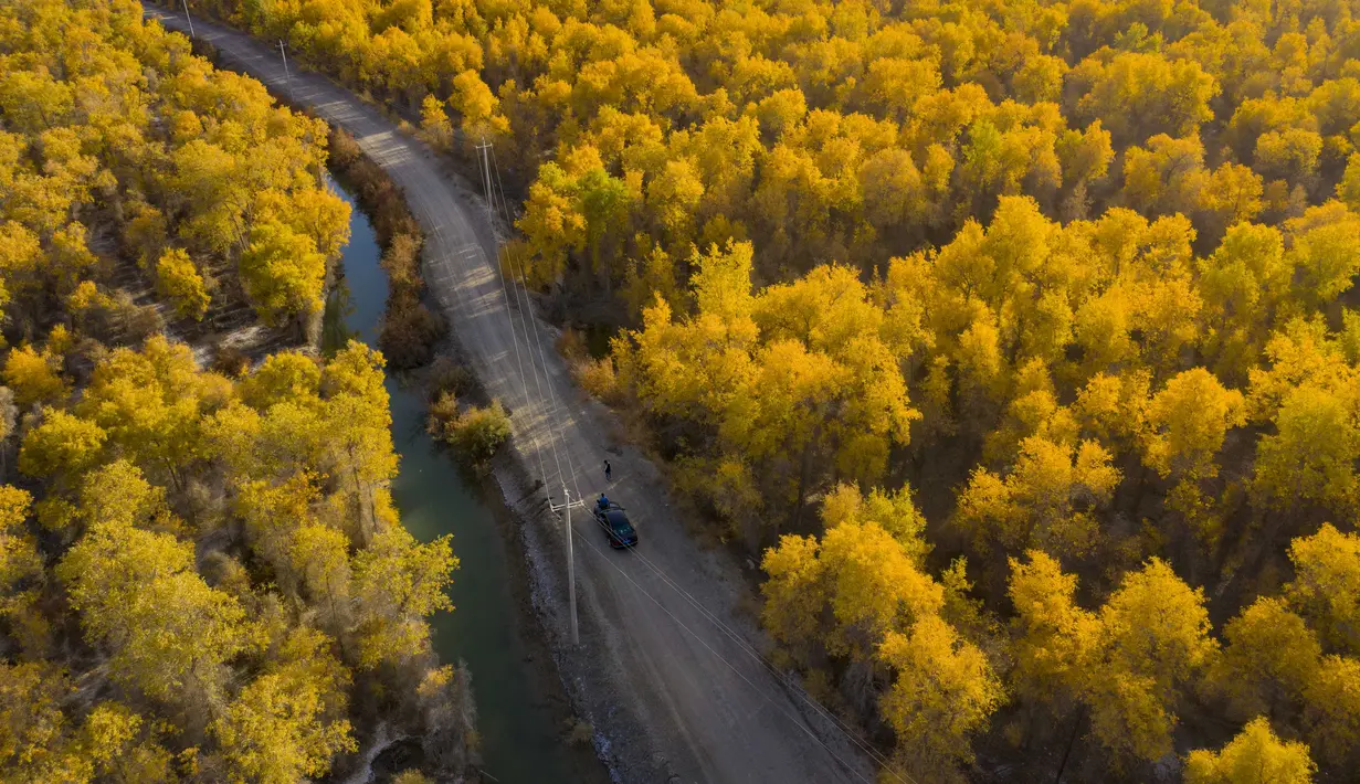 Foto dari udara yang diabadikan pada 22 Oktober 2020 ini menunjukkan pemandangan musim gugur hutan poplar gurun (populus euphratica) di sepanjang Sungai Tarim di Wilayah Xayar, Daerah Otonom Uighur Xinjiang, China barat laut. (Xinhua/Hu Huhu)