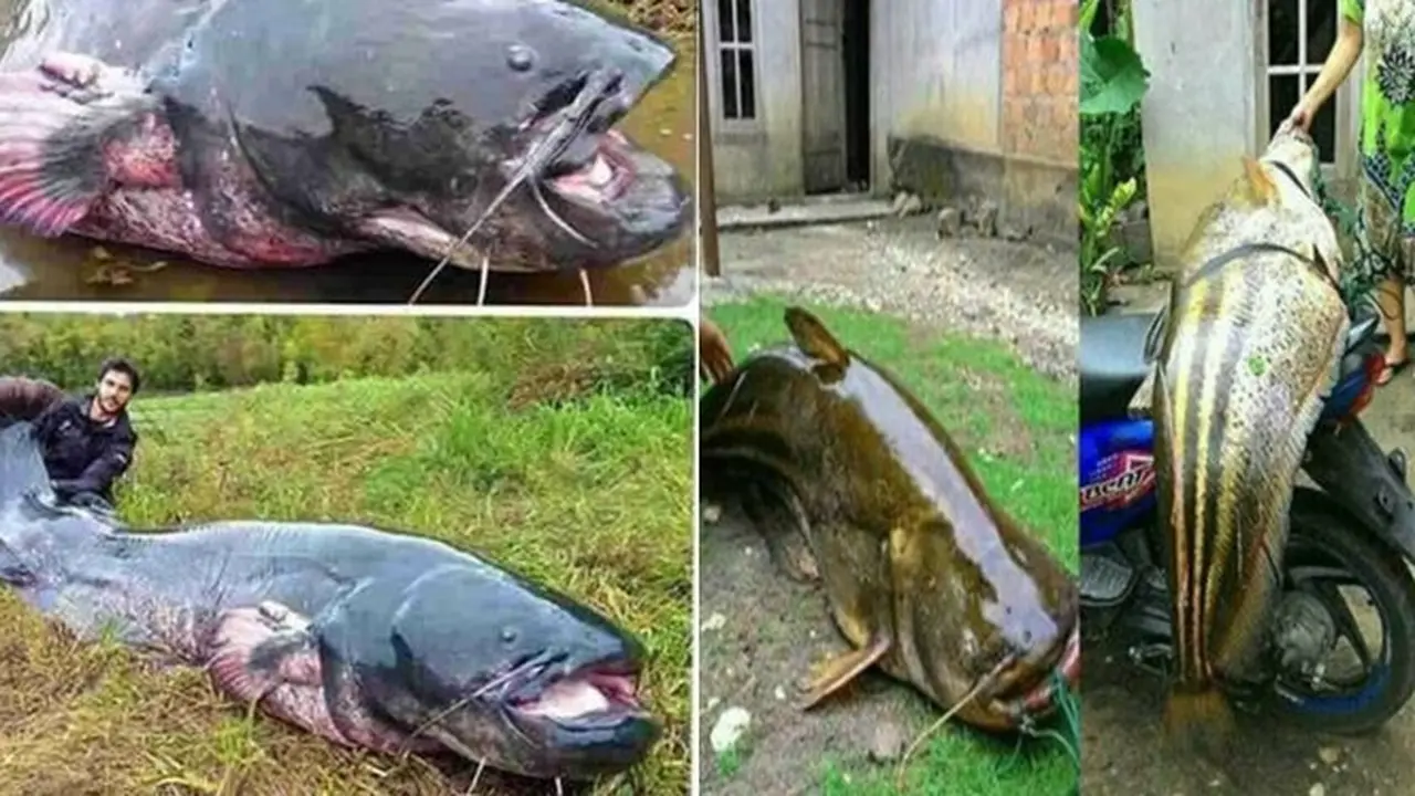 6 Rezeki Tak Terduga Dapat Ikan Lele Jumbo Saat Mancing, Bikin Melongo
