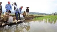 Kisah Petani Banyumas Kantongi Rp50 Juta per Musim dari Budidaya Mina Padi