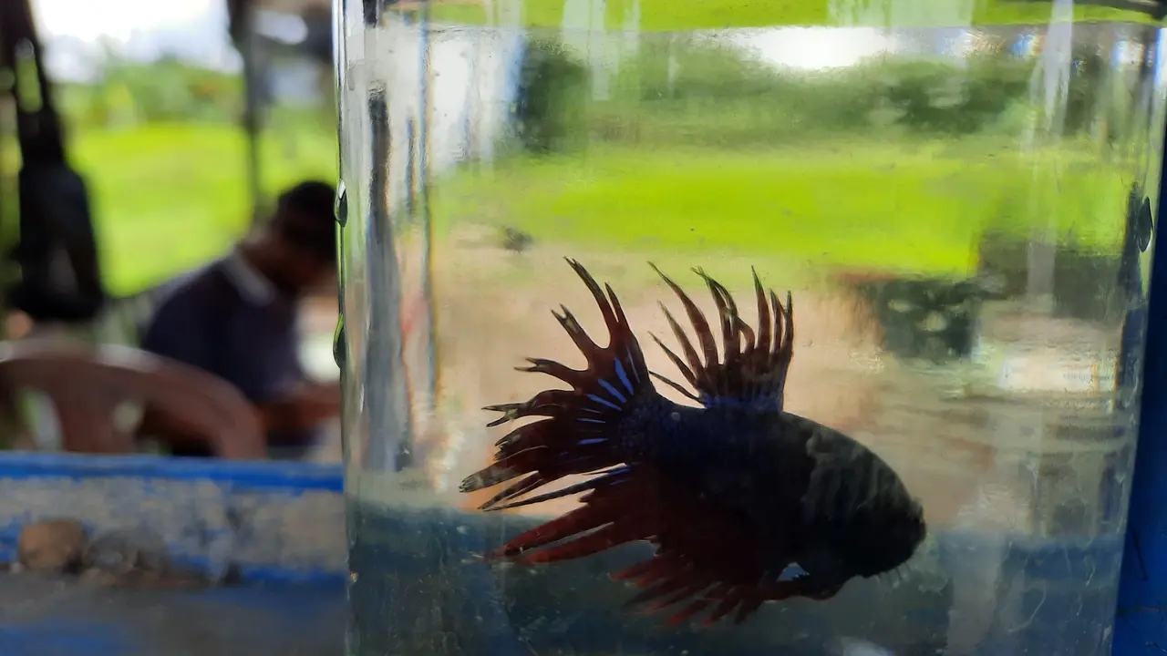 Salah satu ikan cupang yang dijual oleh Efendi, 37 tahun. Lapaknya terletak di pinggiran jalan Meulaboh-Tapak Tuan. Foto diambil di waktu yang berbeda dengan waktu wawancara (Liputan6.com/Rino Abonita)
