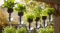 7 Model Kebun Mungil di Halaman Belakang dengan Botol Bekas, Murah, Estetik, dan Ramah Lingkungan
