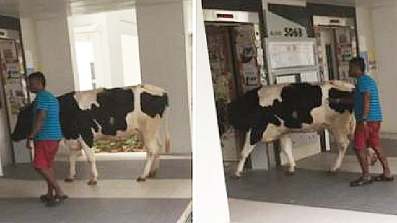 Pria Ajak Sapi Naik Lift di Apartemen Singapura, Kok Bisa?