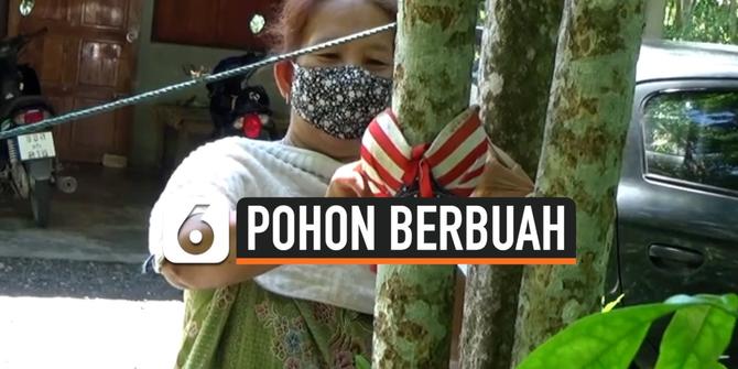 VIDEO: Petani Manfaatkan Pakaian Dalam Wanita Agar Pohon Cepat Berbuah
