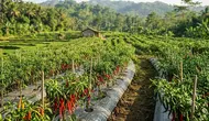 7 Cara Membuat Cabai Tetap Produktif Meski Sudah Berbuah Berkali-kali