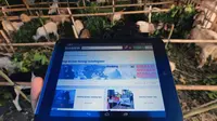 Beli Kambing Kurban di Bukalapak, Dapat Hadiah Rp 300 Ribu