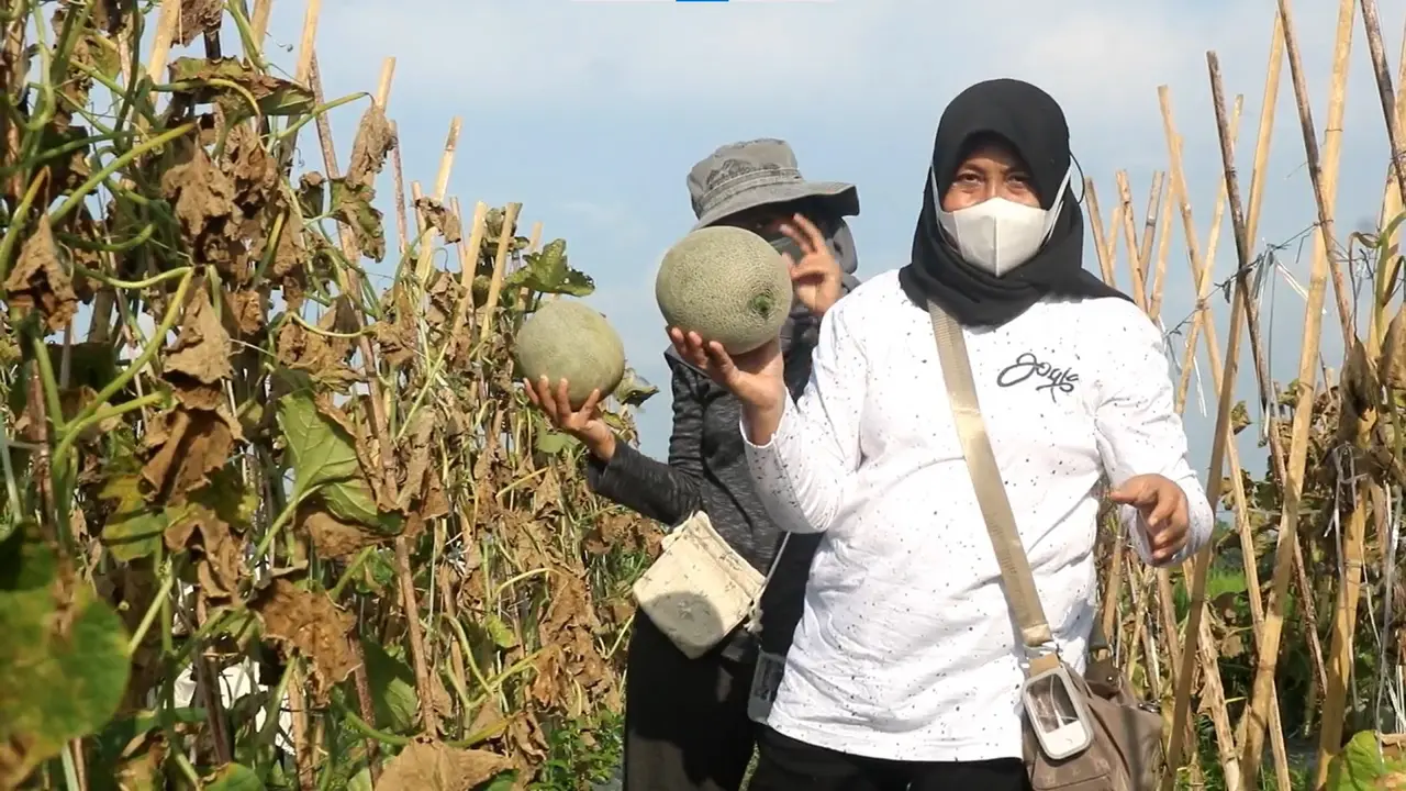 Budidaya Melon Desa Kebon Ayu, Lombok Barat